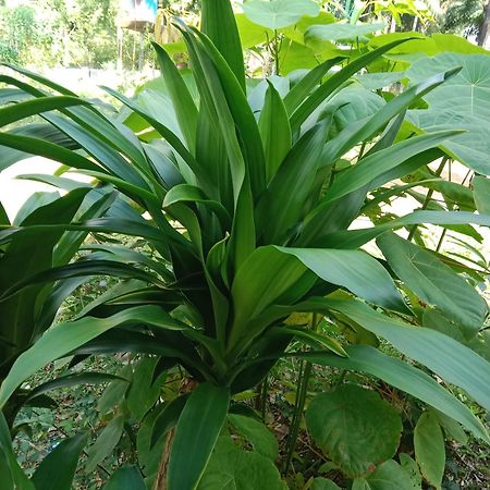 فندق Som Palmgarden Ko Lanta المظهر الخارجي الصورة