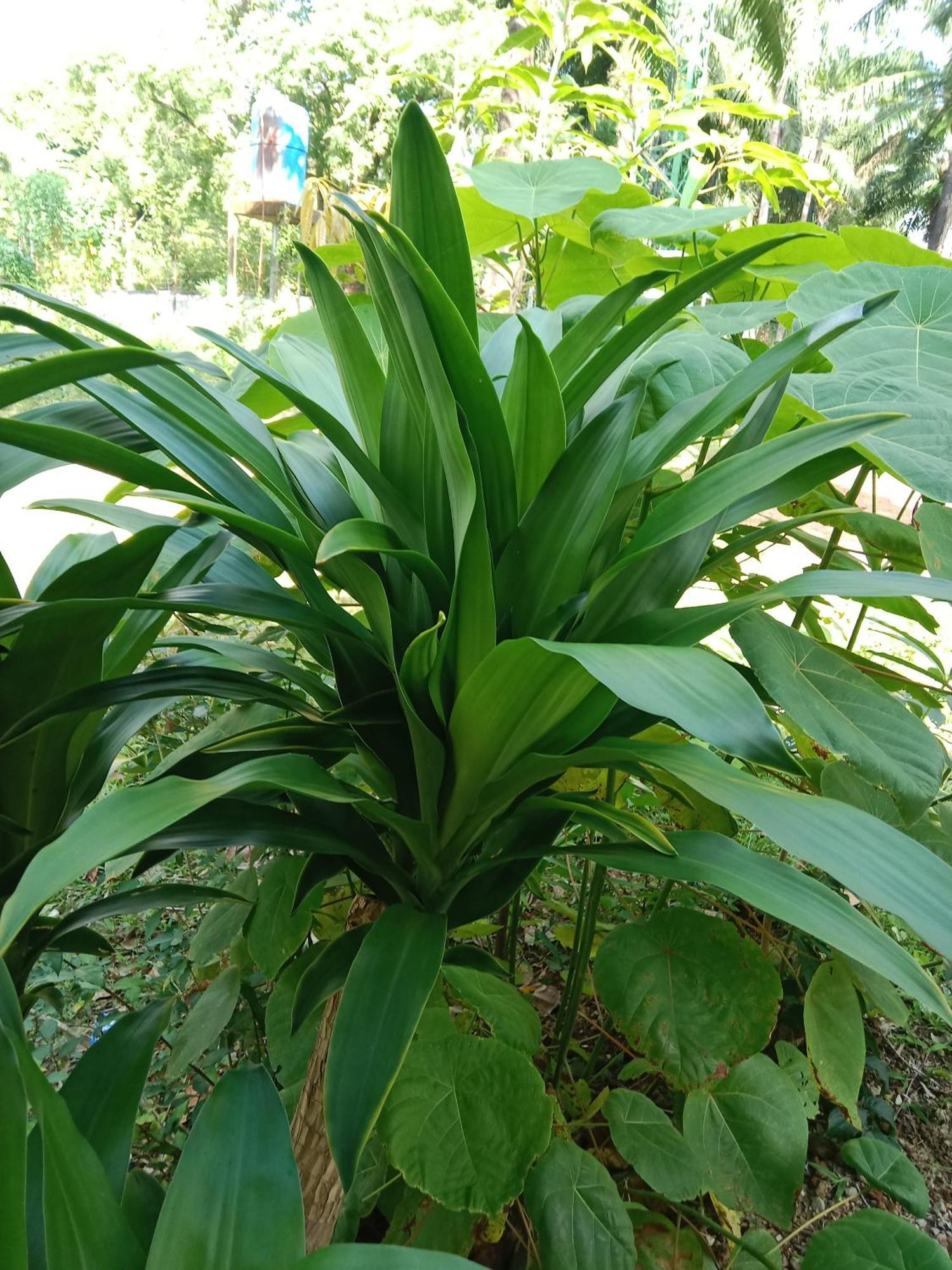 فندق Som Palmgarden Ko Lanta المظهر الخارجي الصورة