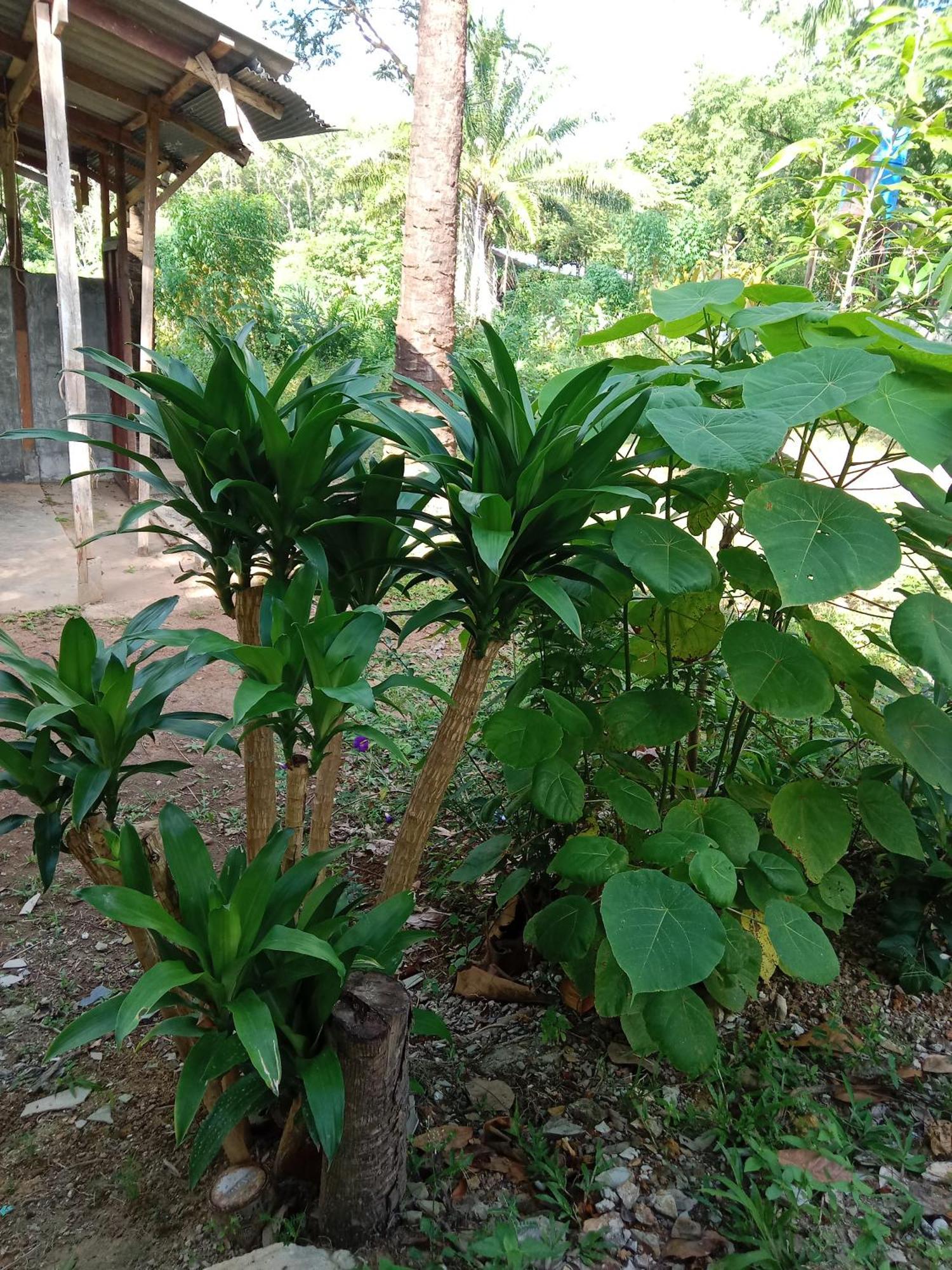 فندق Som Palmgarden Ko Lanta المظهر الخارجي الصورة
