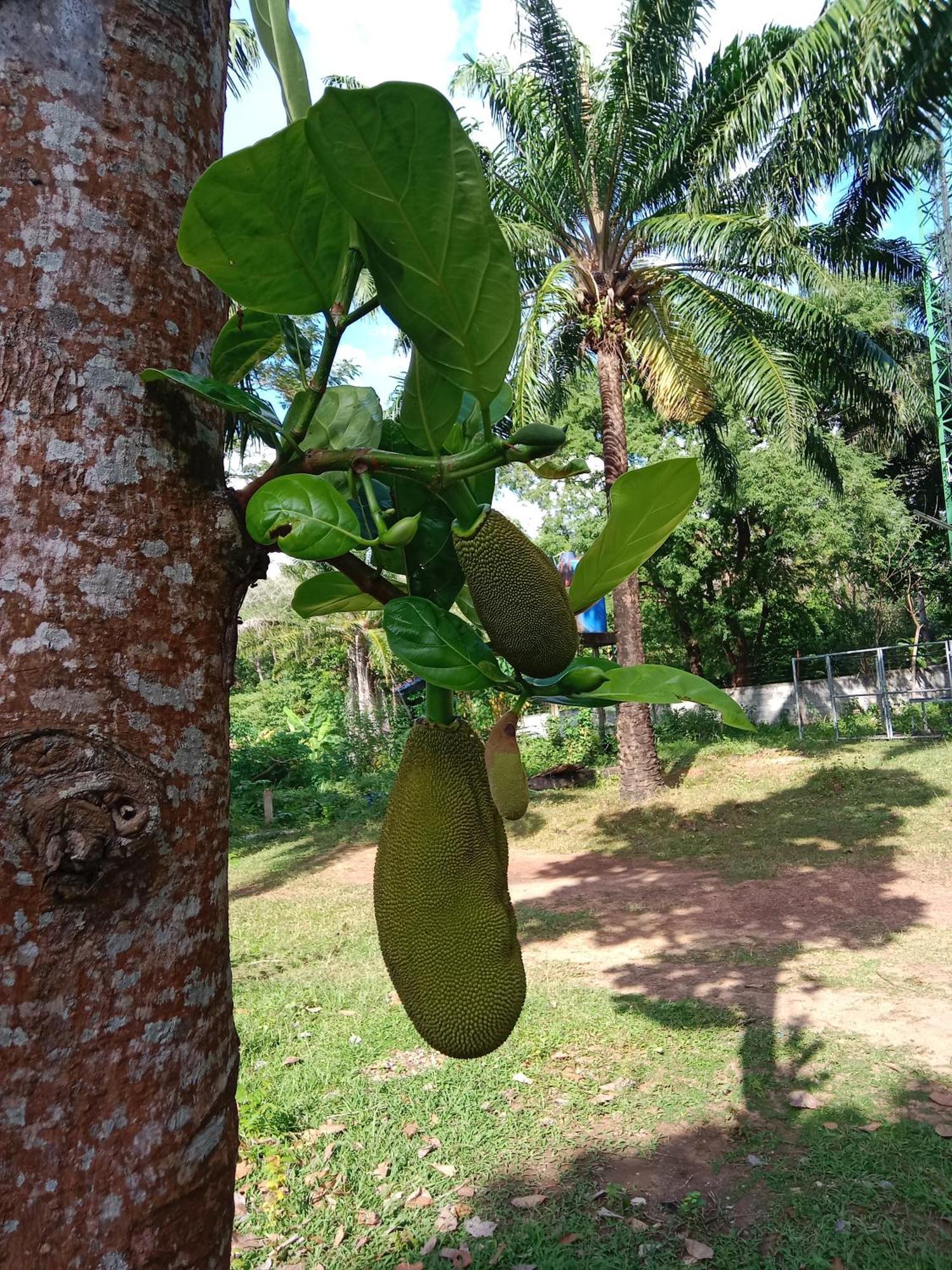 فندق Som Palmgarden Ko Lanta المظهر الخارجي الصورة