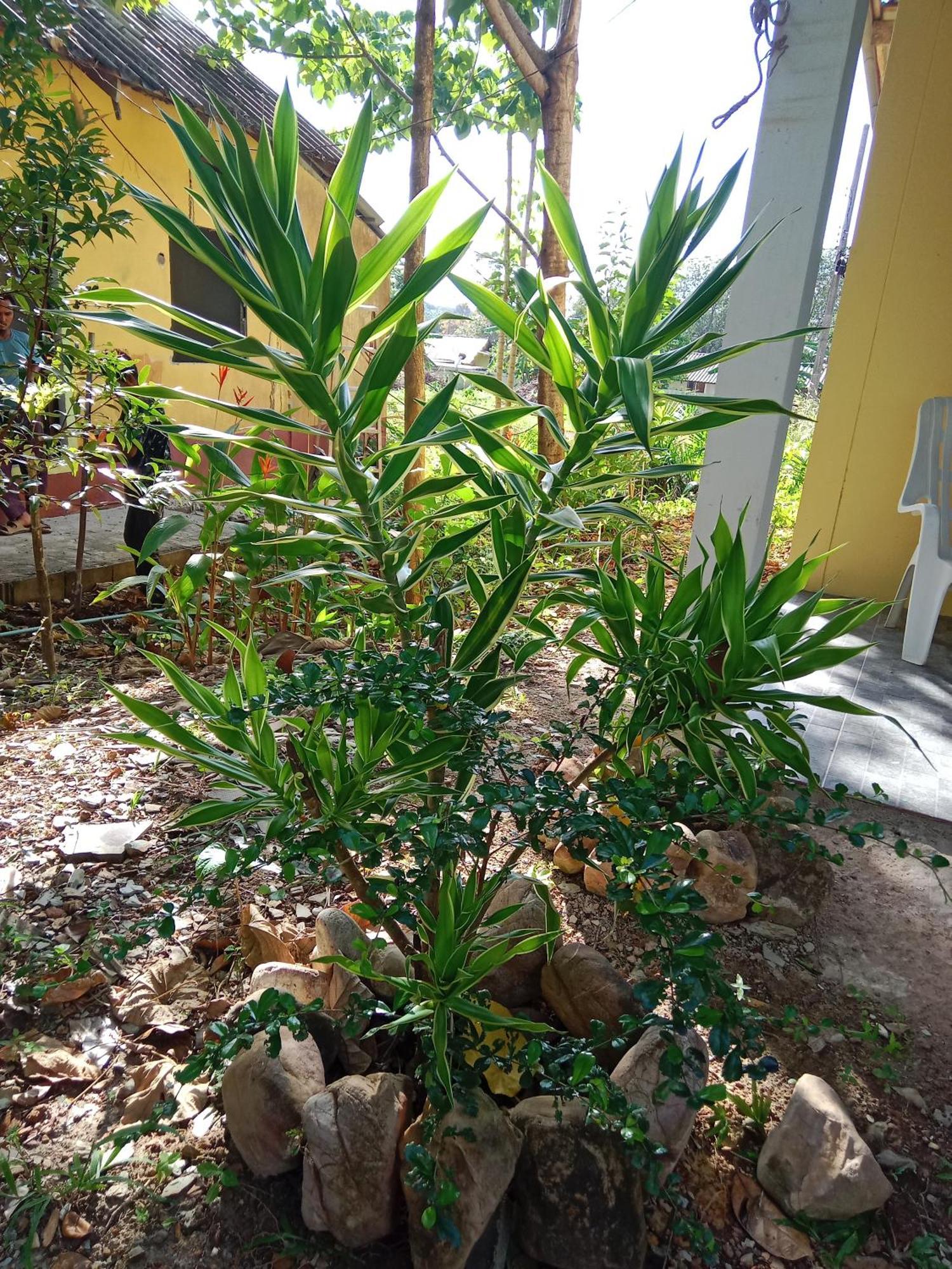 فندق Som Palmgarden Ko Lanta المظهر الخارجي الصورة